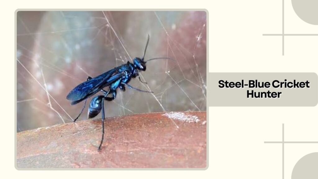 Steel-Blue Cricket Hunter