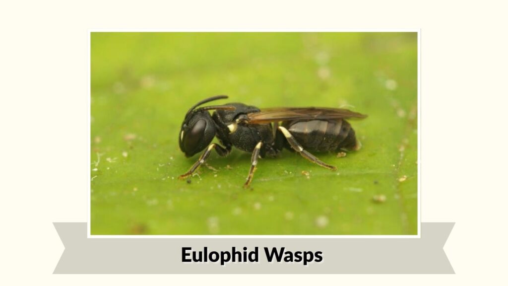 Eulophid Wasps