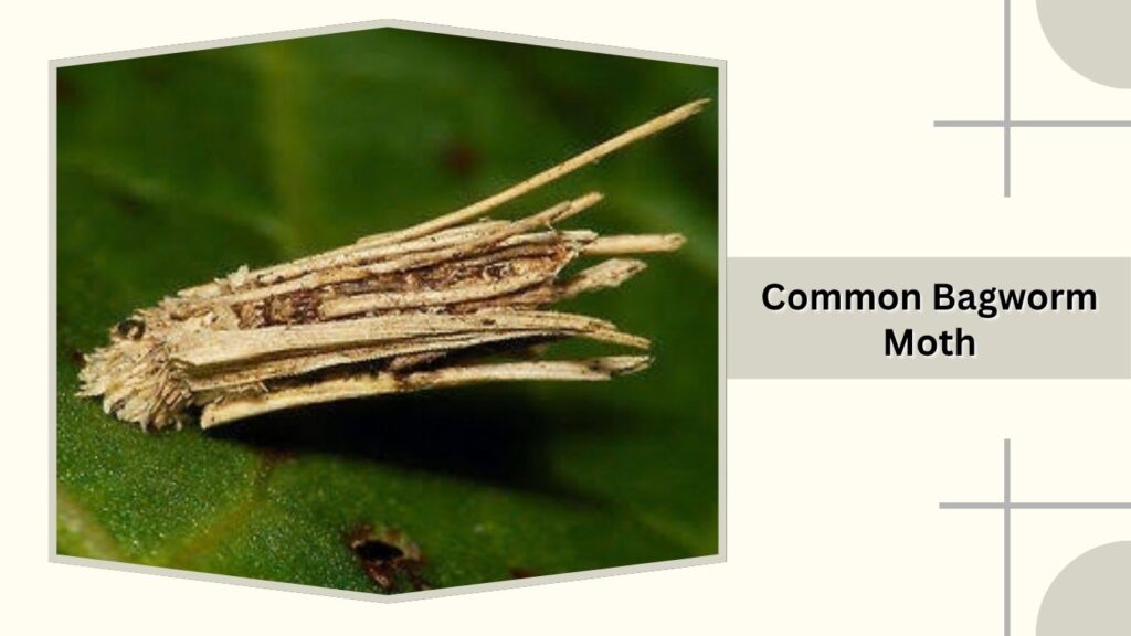 Common Bagworm Moth