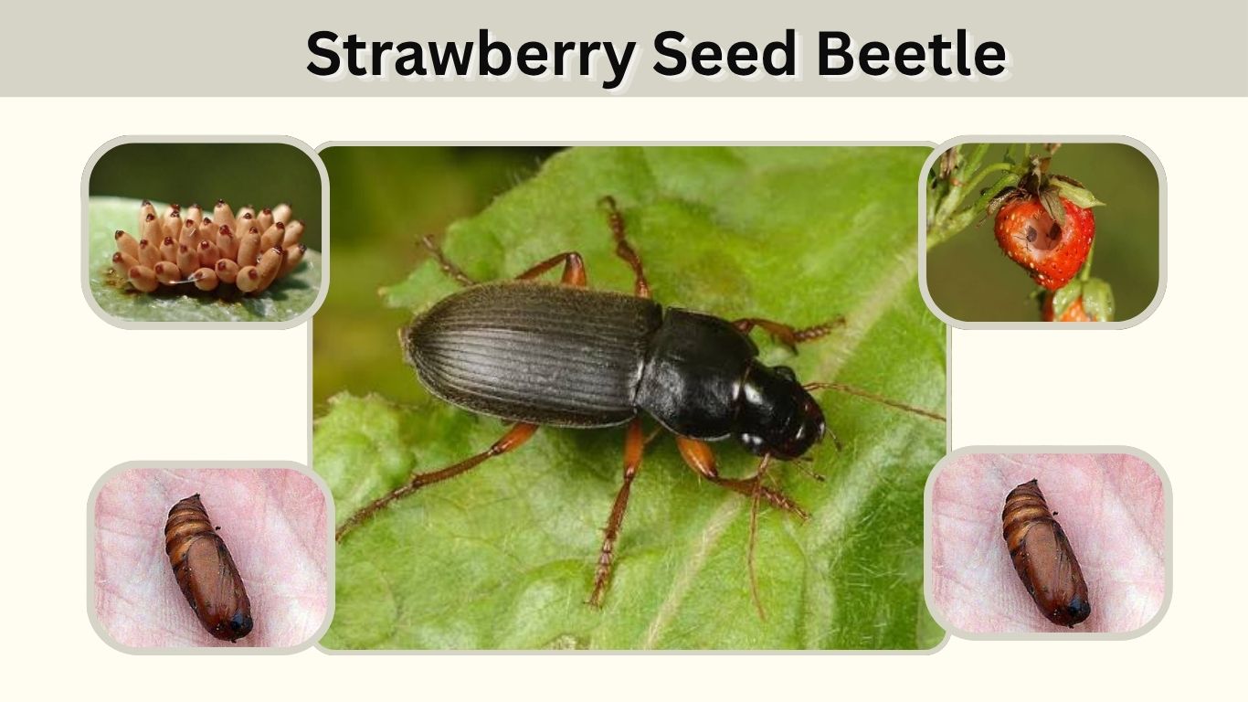 Strawberry Seed Beetle: Identification, Damage & Control