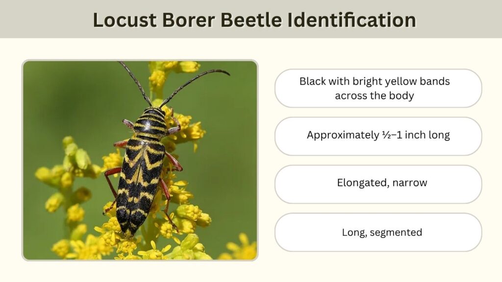Locust Borer Beetle Identification