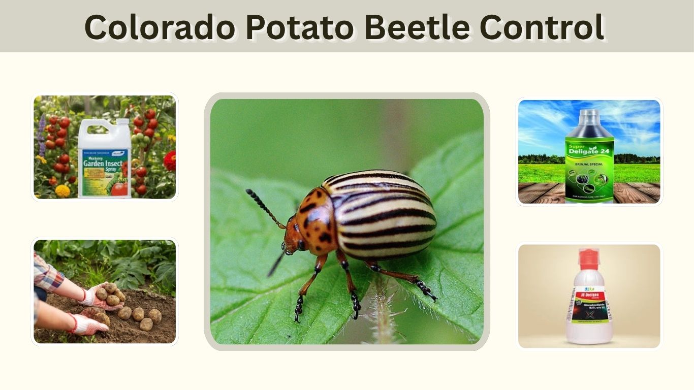 Colorado Potato Beetle Control: 10 Effective Methods