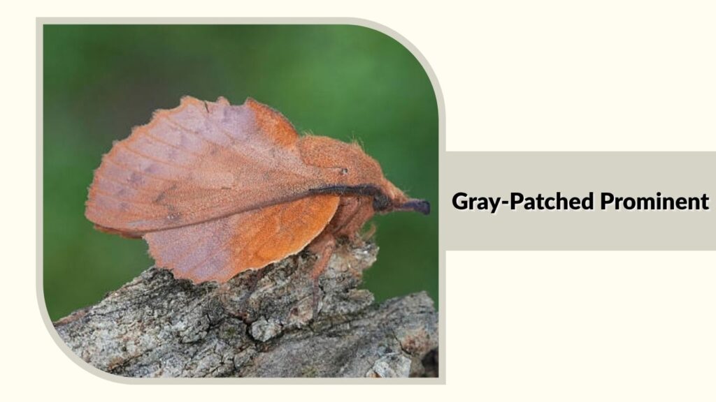 Gray-Patched Prominent