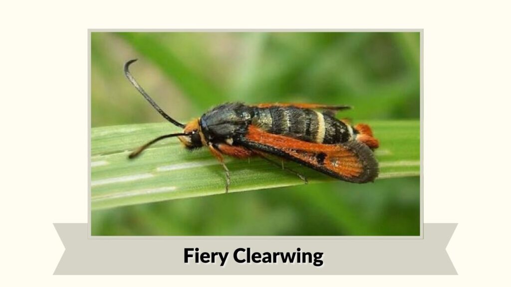 Fiery Clearwing