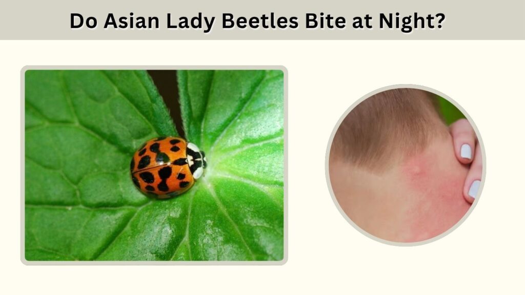 Do Asian Lady Beetles Bite at Night?