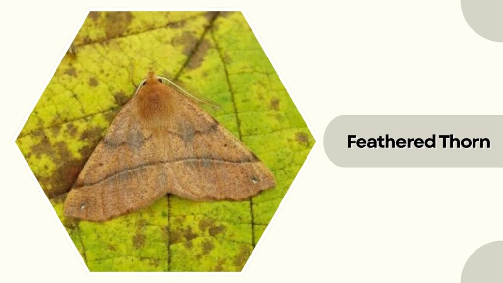Feathered Thorn