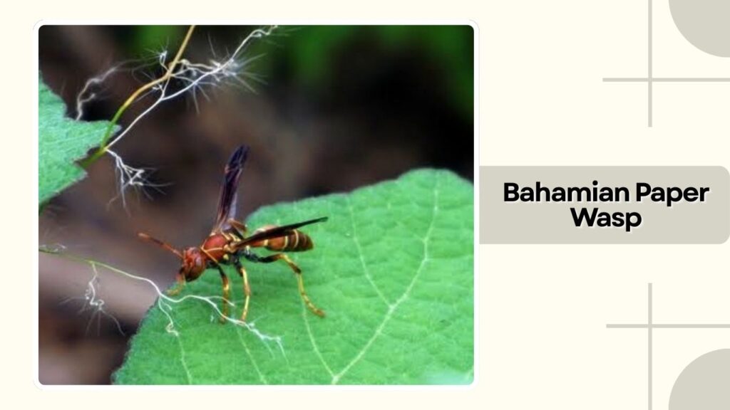 Bahamian Paper Wasp
