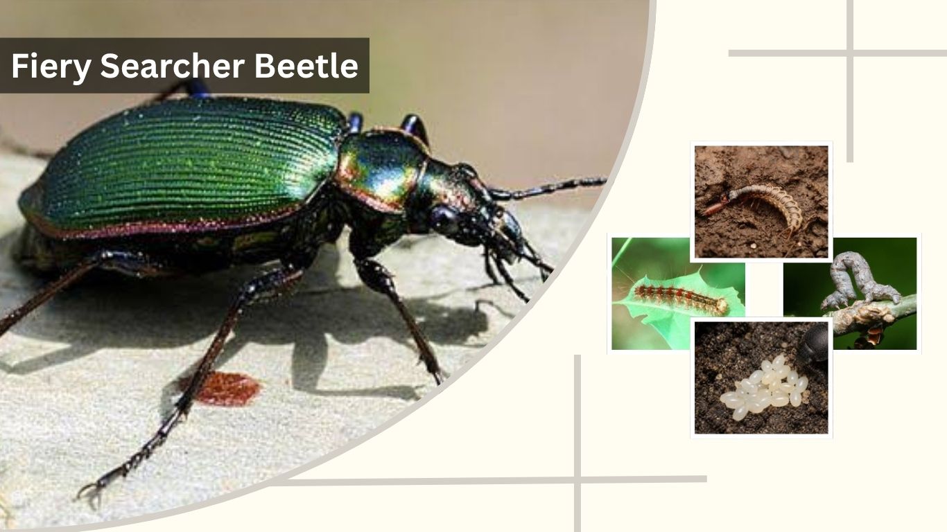 Fiery Searcher Beetle: Identification, Bite, Diet & Life Cycle