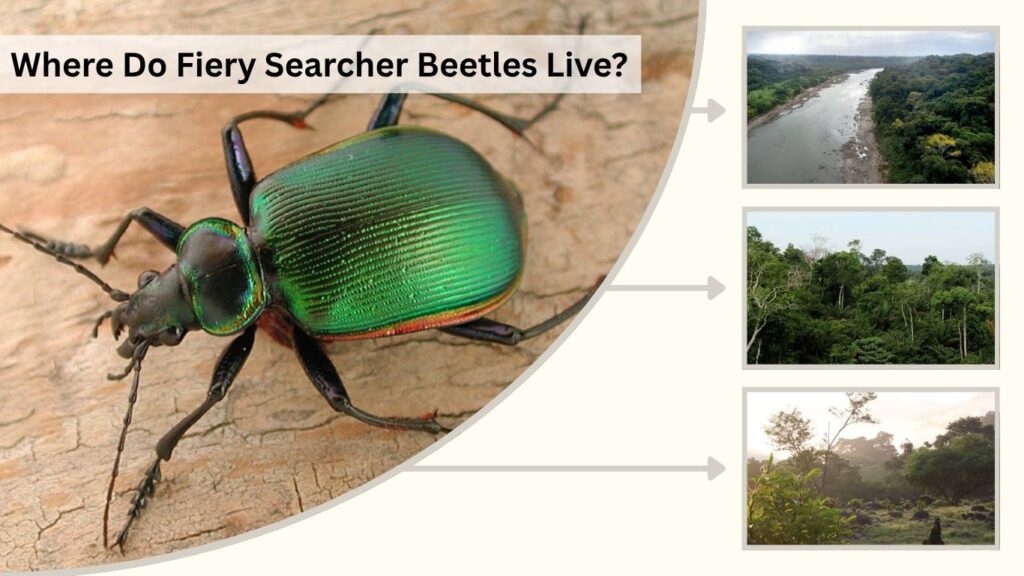 Where Do Fiery Searcher Beetles Live?