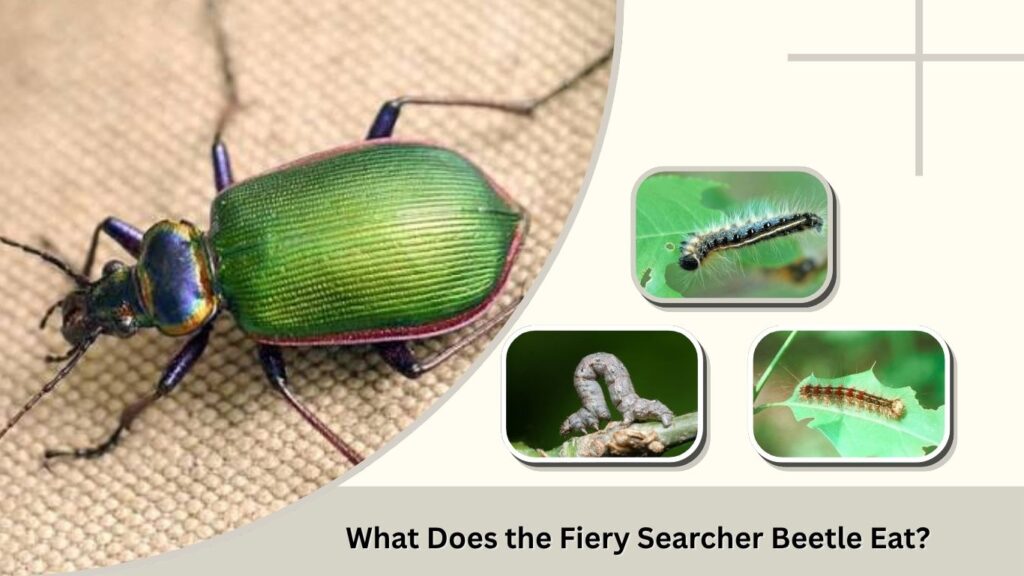 What Does the Fiery Searcher Beetle Eat?