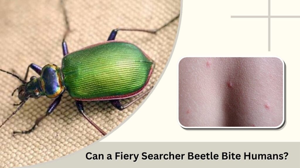 Can a Fiery Searcher Beetle Bite Humans?