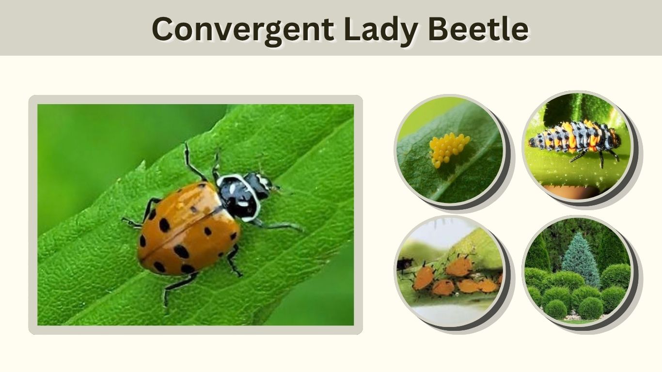 Convergent Lady Beetle: Identification, Life Cycle & Facts