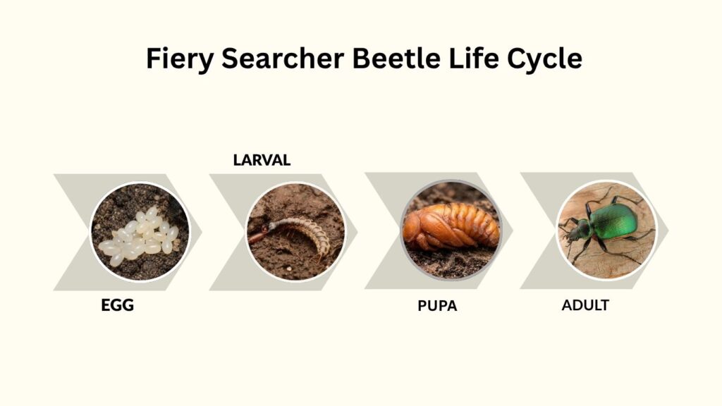 Fiery Searcher Beetle Life Cycle