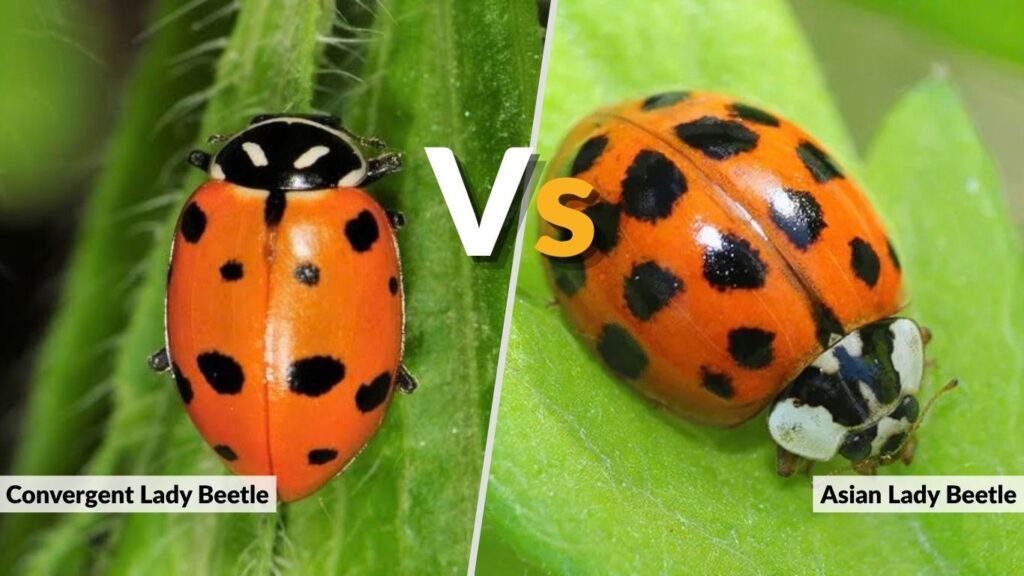 Convergent Lady Beetle vs. Asian Lady Beetle
