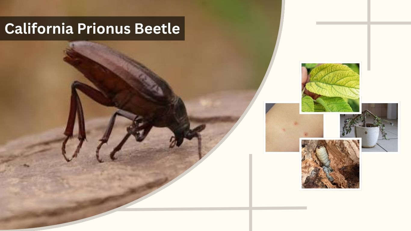 California Prionus Beetle: Identification, Bite & Control