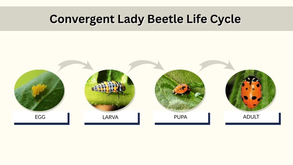 Convergent Lady Beetle Life Cycle