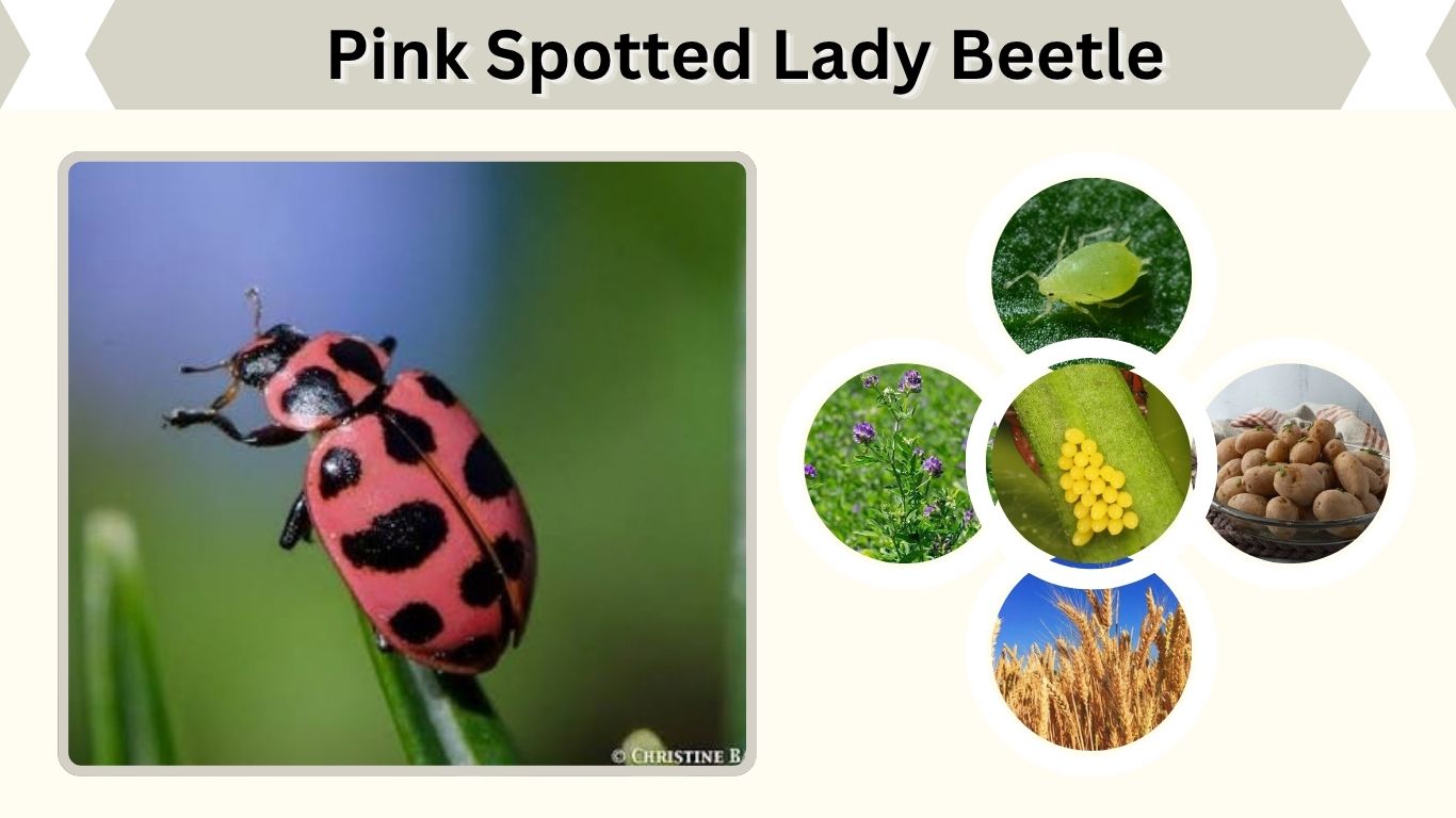 Pink Spotted Lady Beetle: Identification, Diet & Life Cycle