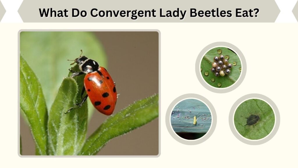 What Do Convergent Lady Beetles Eat?