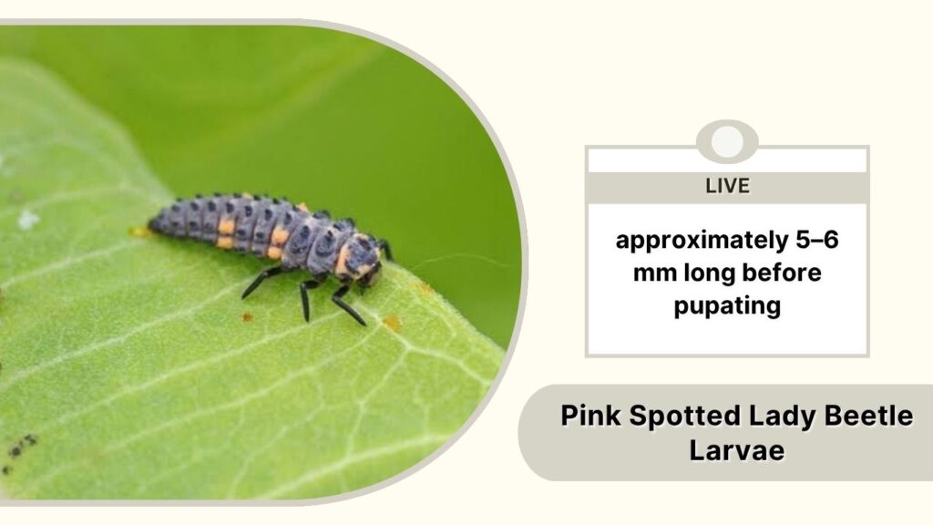 Pink Spotted Lady Beetle Larvae