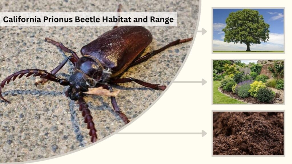 California Prionus Beetle Habitat and Range