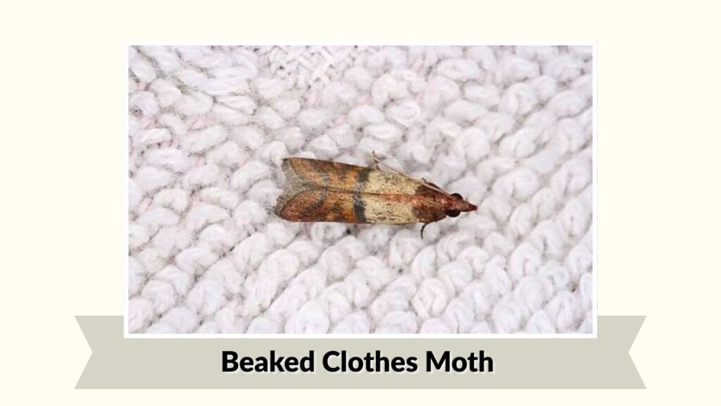 Beaked Clothes Moth