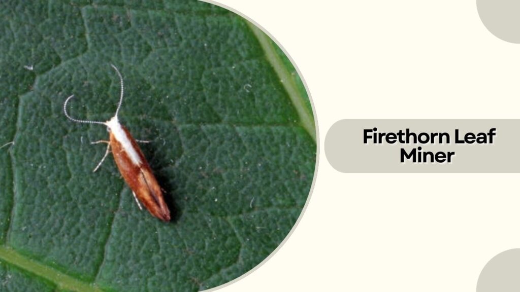 Firethorn Leaf Miner