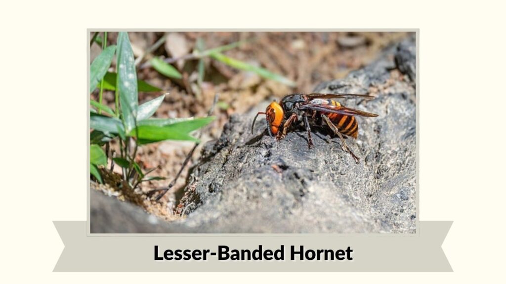 Lesser-Banded Hornet