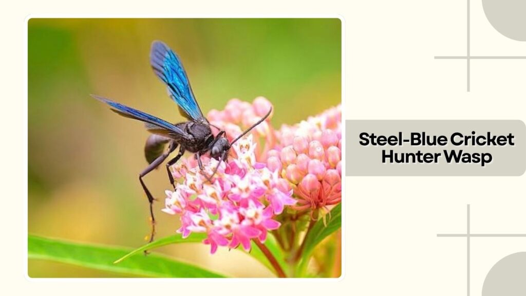 Steel-Blue Cricket Hunter Wasp