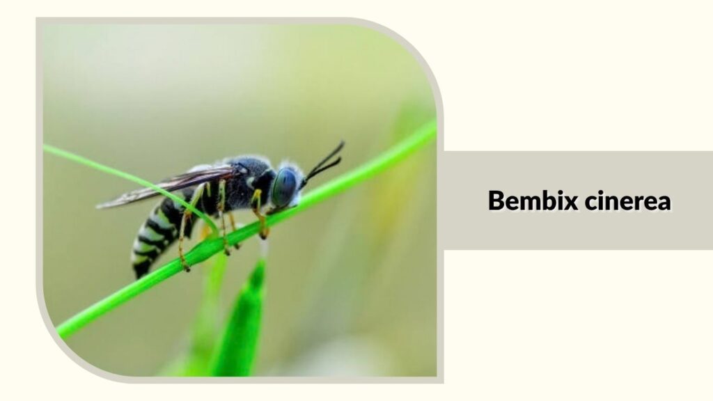 Bembix cinerea