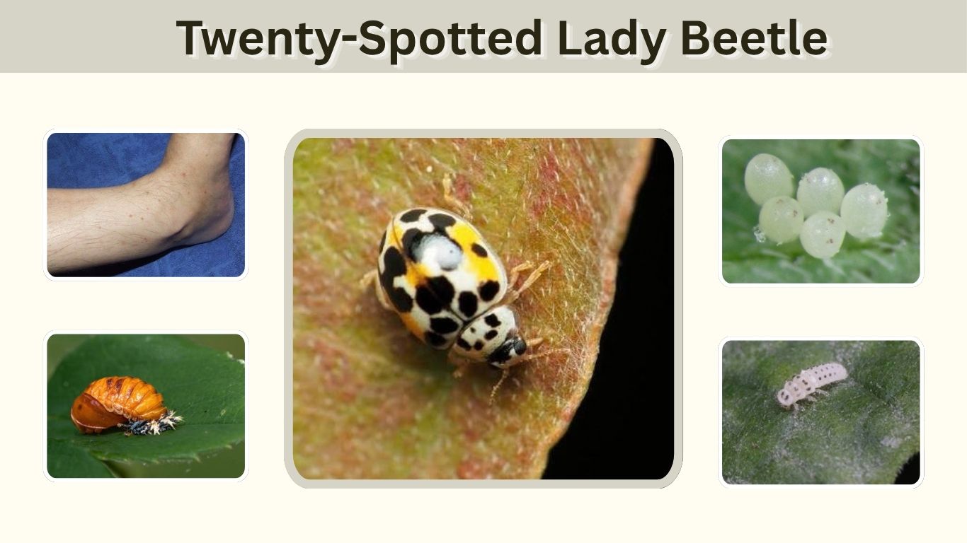 Twenty-Spotted Lady Beetle: Identification & Facts
