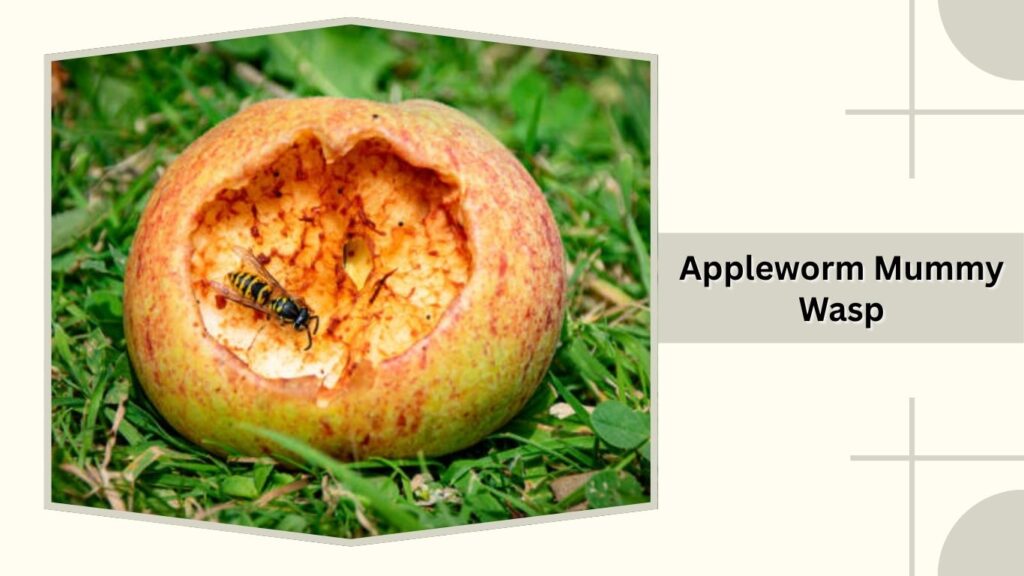 Appleworm Mummy Wasp