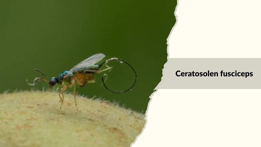 Ceratosolen fusciceps