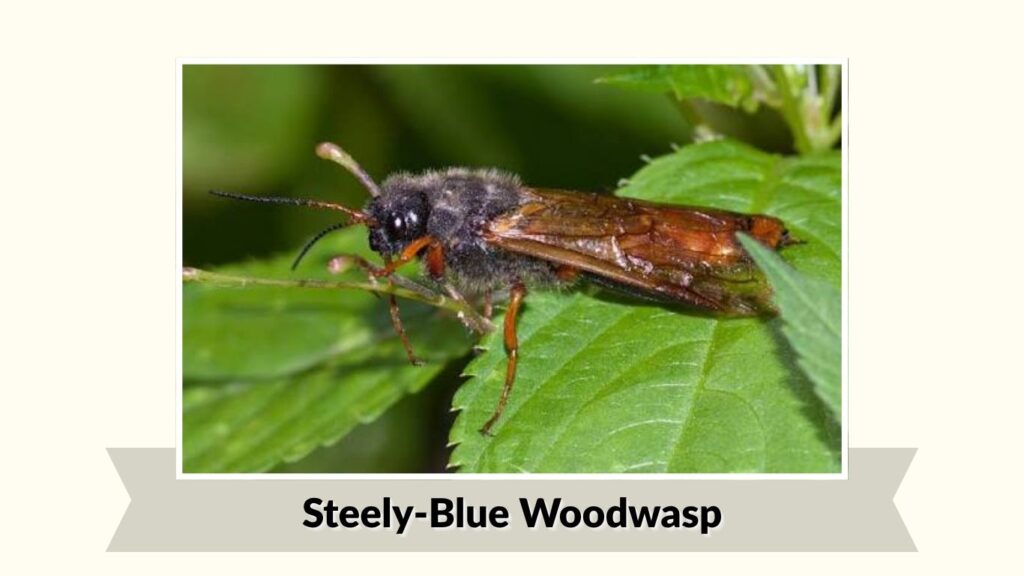 Steely-Blue Woodwasp