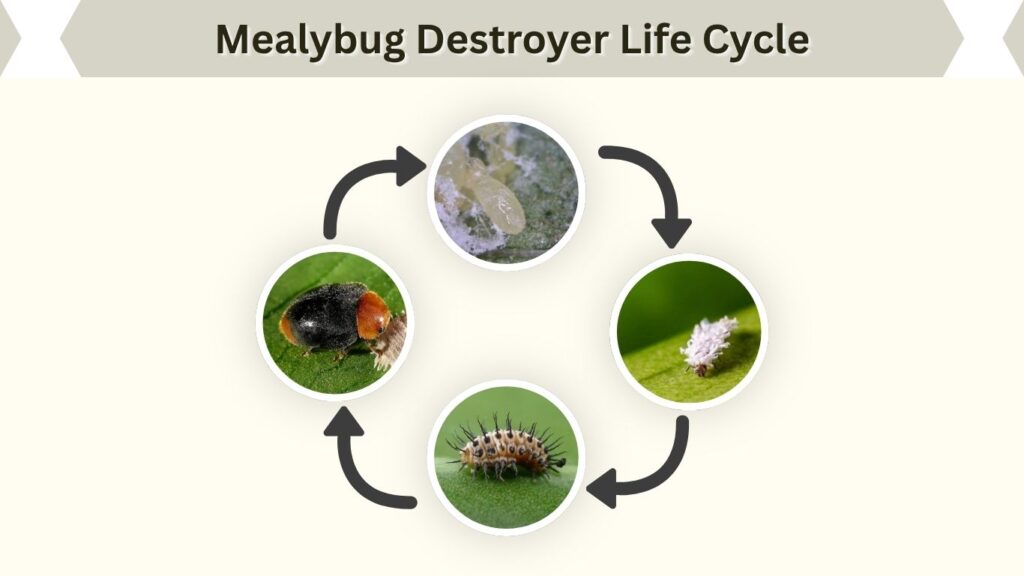 Mealybug Destroyer Life Cycle