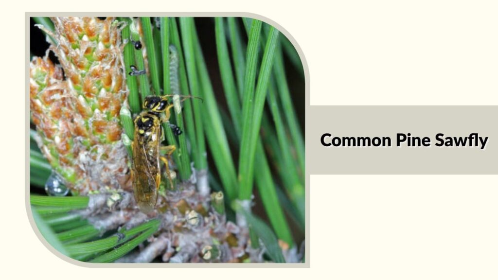 Common Pine Sawfly 