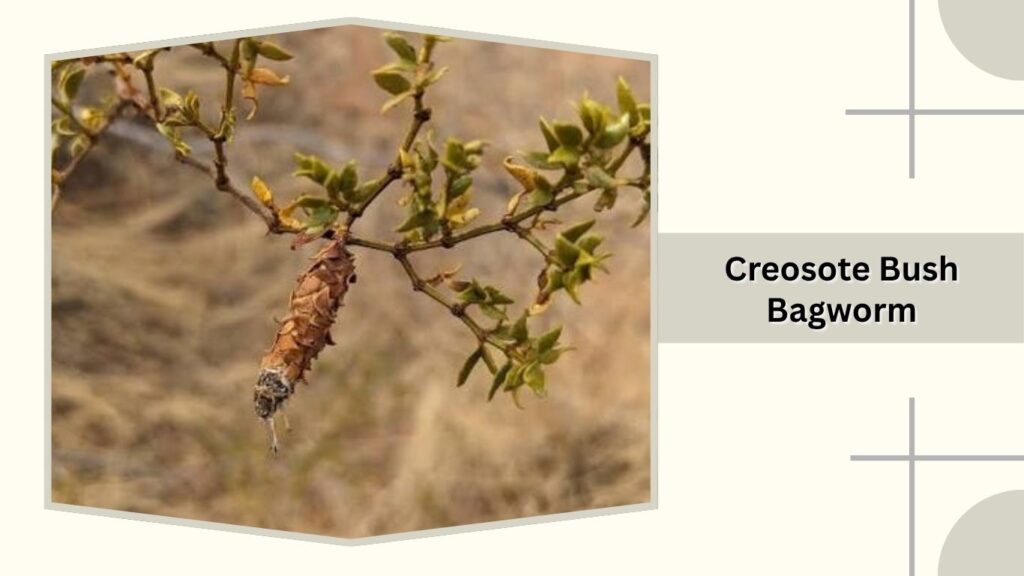 Creosote Bush Bagworm