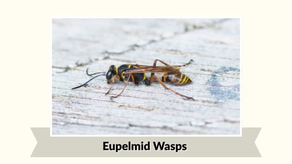 Eupelmid Wasps