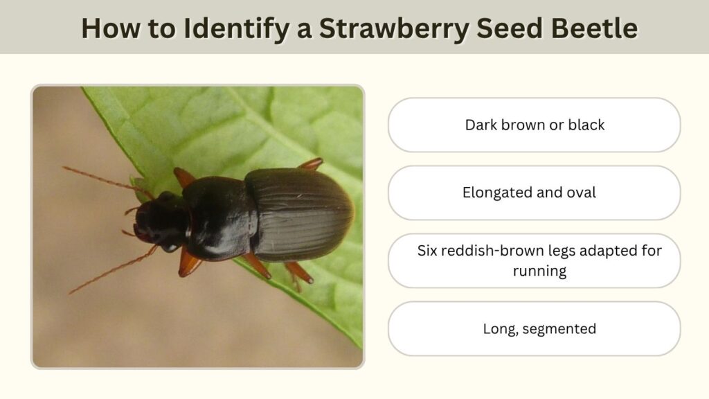 How to Identify a Strawberry Seed Beetle