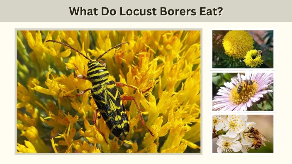 What Do Locust Borers Eat?