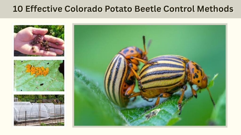 10 Effective Colorado Potato Beetle Control Methods
