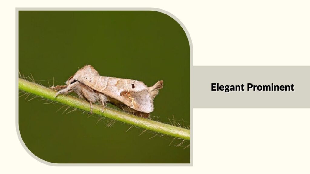 Elegant Prominent