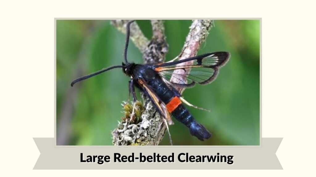 Large Red-belted Clearwing