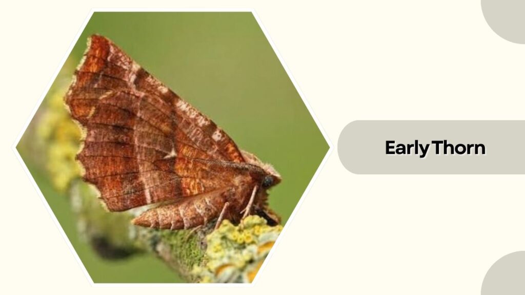 Early Thorn