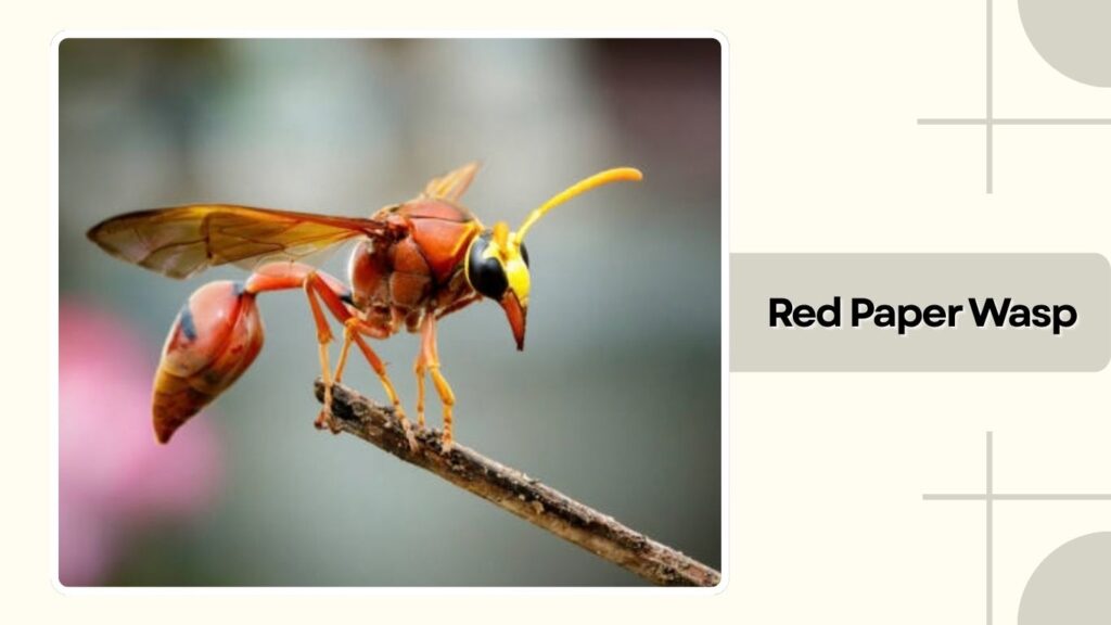 Red Paper Wasp
