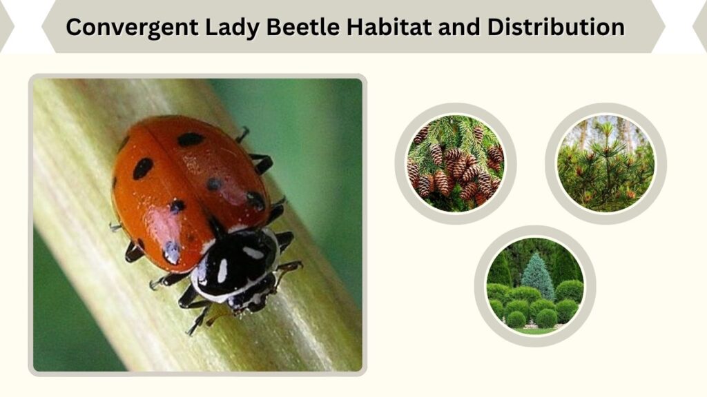 Convergent Lady Beetle Habitat and Distribution