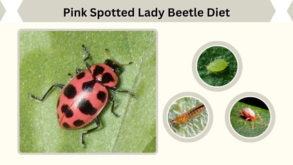 Pink Spotted Lady Beetle Diet