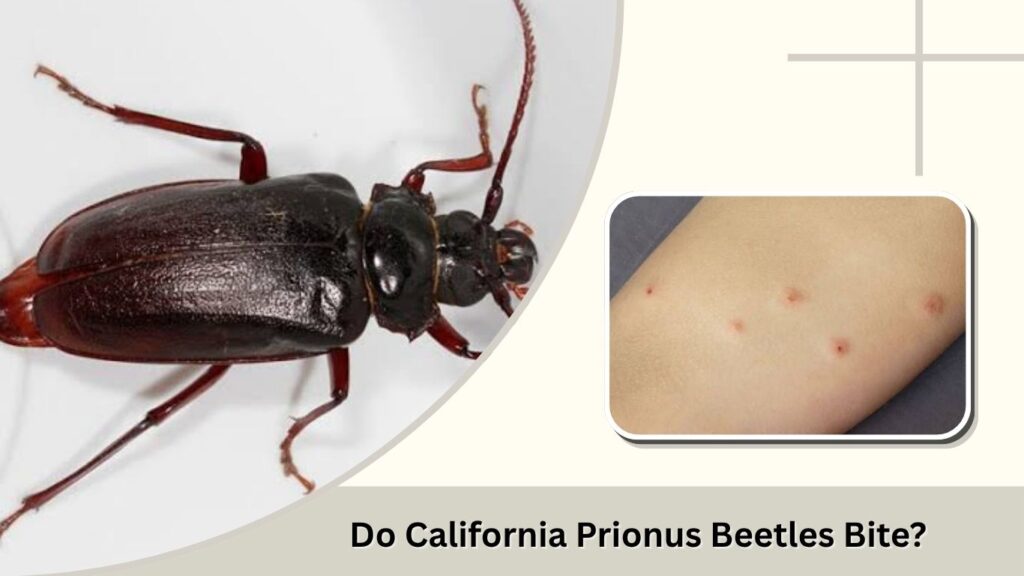Do California Prionus Beetles Bite?