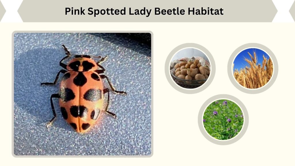 Pink Spotted Lady Beetle Habitat