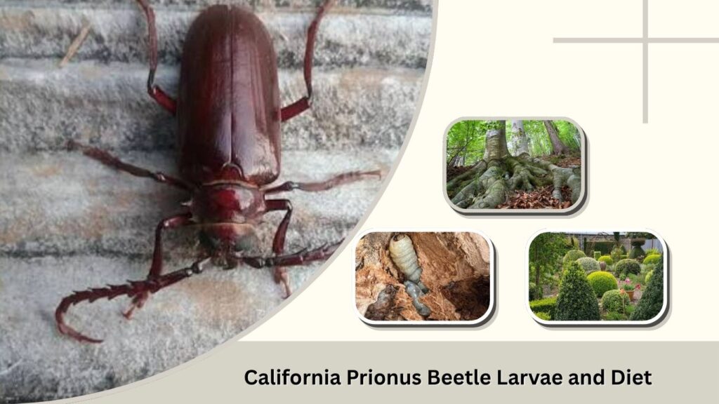 California Prionus Beetle Larvae and Diet