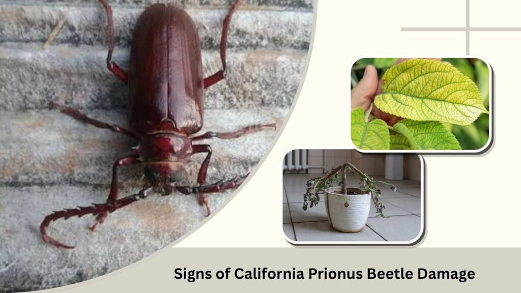 Signs of California Prionus Beetle Damage